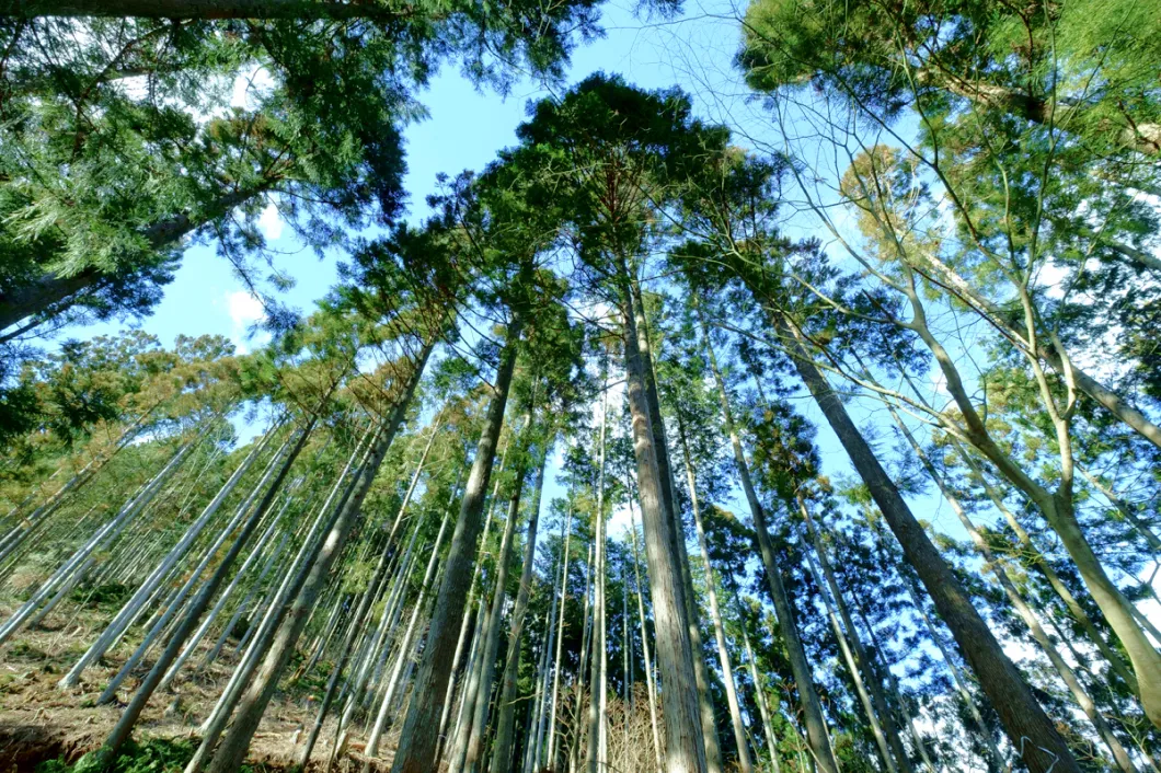 写真：豊かな森