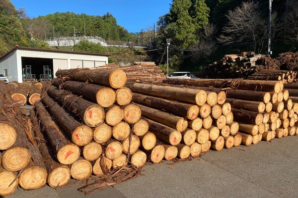 写真：弊社の家造りに杉と檜が使われる理由