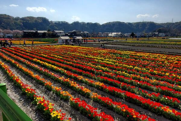 写真：はむら花と水のまつり