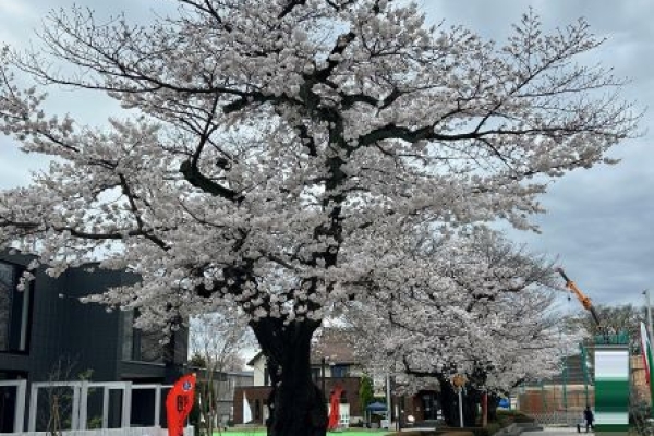 写真：春が来た！