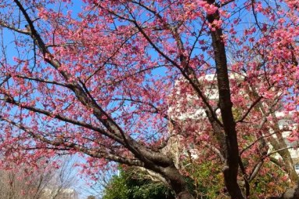 写真：春日和