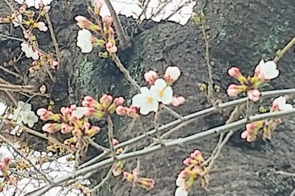 写真：小春日和