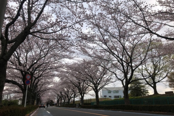 写真：桜の床材